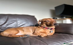 Dachshund dogs for stud: Gorgeous young Male MILO  - Image 4