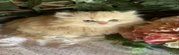 British Longhair cats for sale: British long and shorthair kittens  - Advert 15