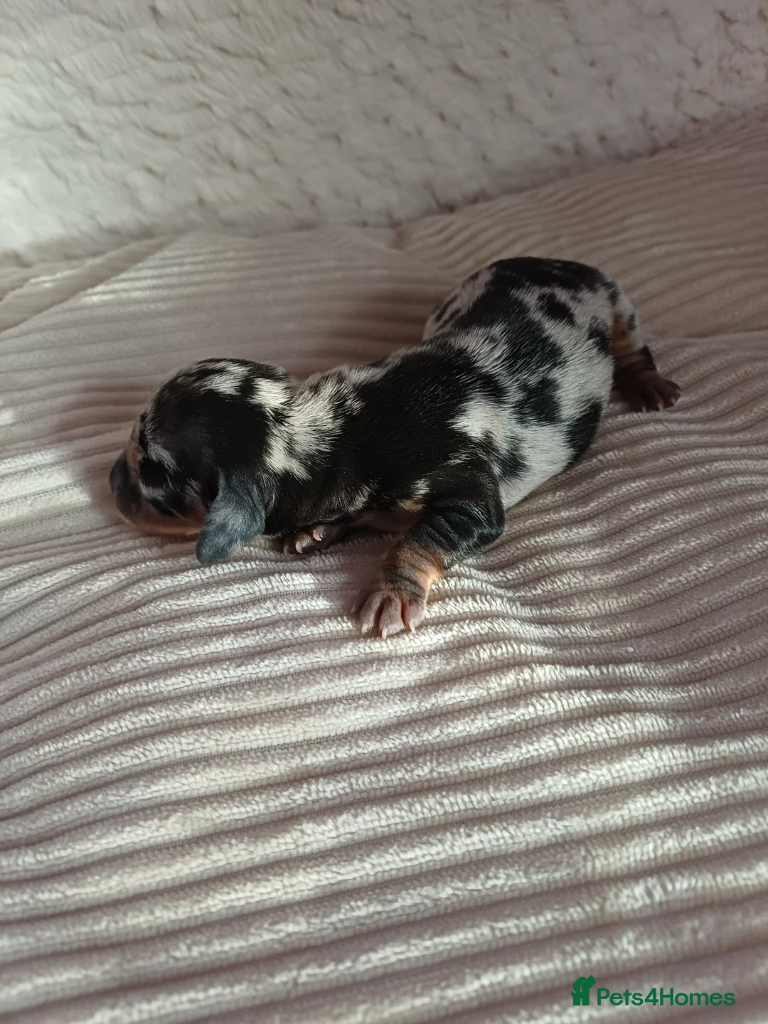 Dachshund dogs for sale: For sale miniature dachshund puppies  - Advert 7