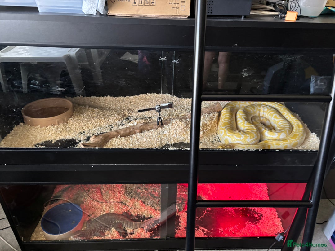Monitor reptiles for sale: BOSC MONITOR LIZARD IN FULL SET UP - Image 6