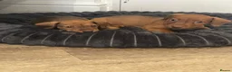 Mixed Breed dogs for sale: Patterchshund puppies  in Liverpool - Advert 10