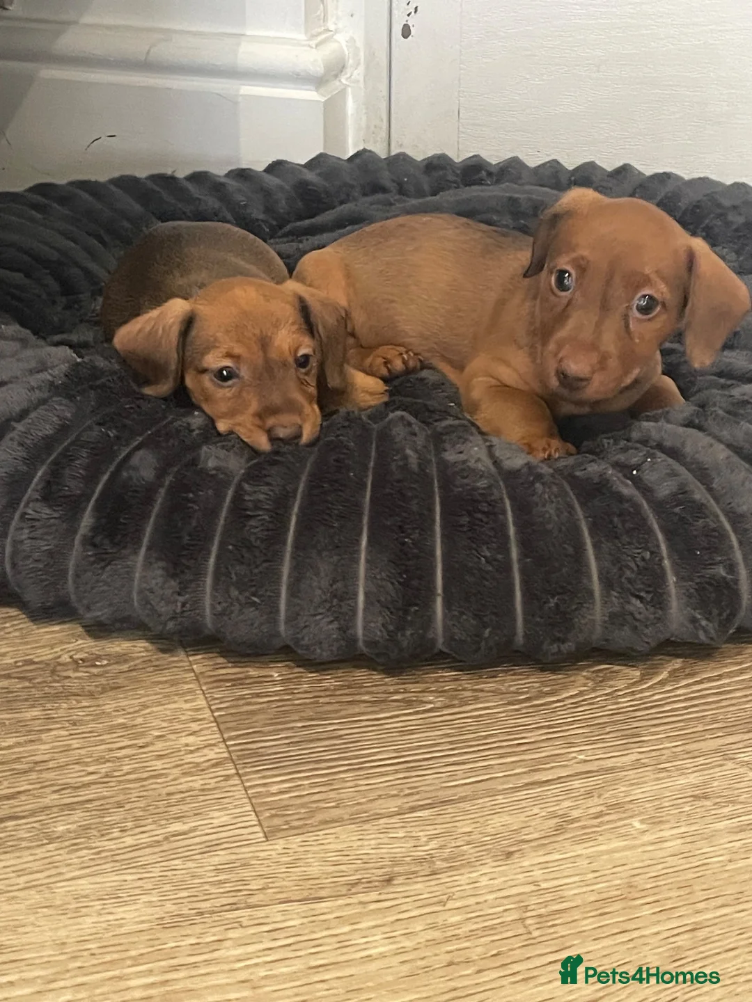 Mixed Breed dogs for sale: Patterchshund puppies  in Liverpool - Advert 10