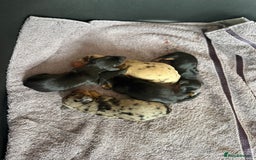 Dachshund dogs for sale: Litter of standard Dachshund  - Image 14