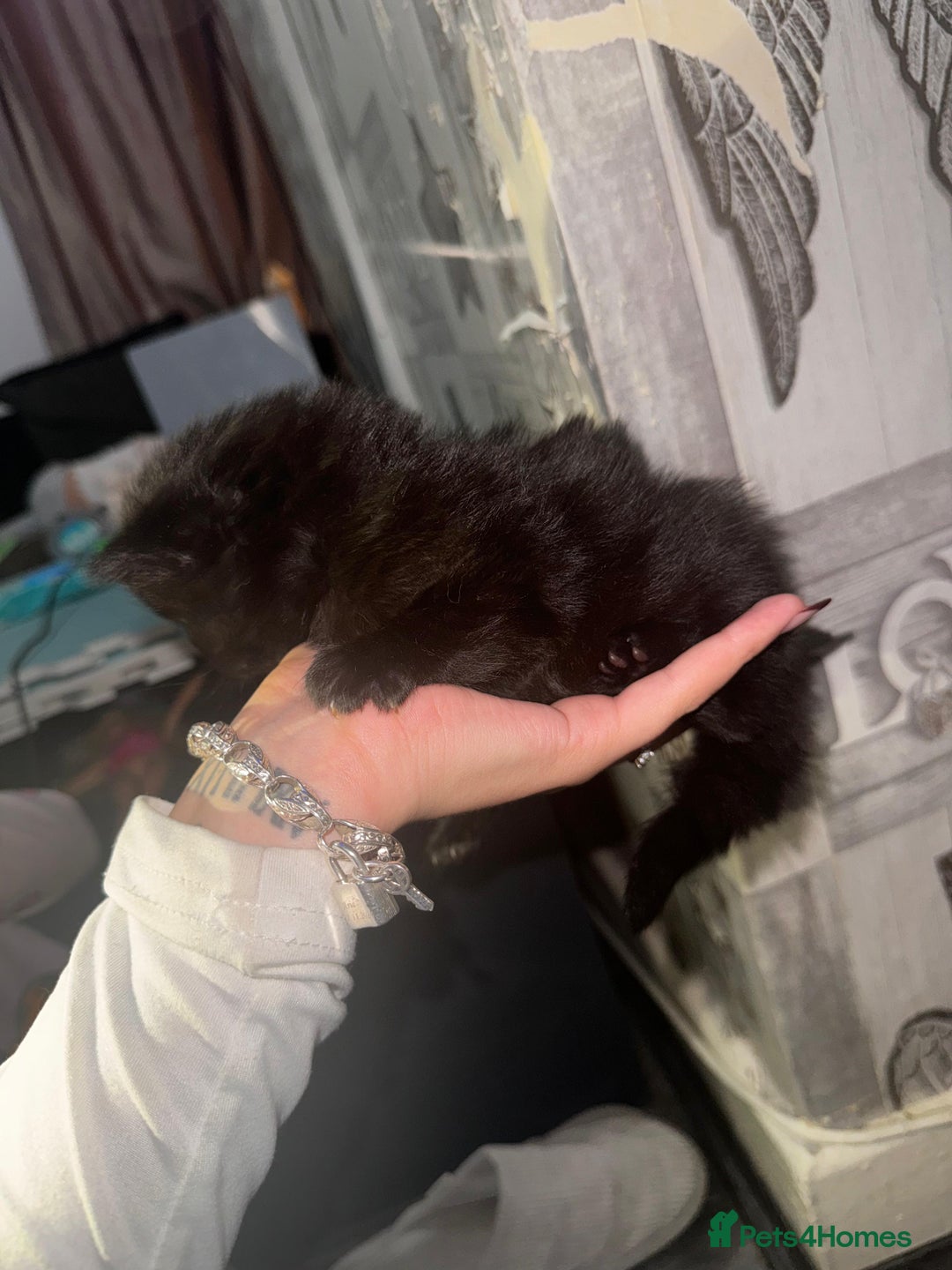 Mixed Breed cats for sale: 2 male 2 female beautiful kittens - Image 13