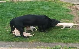 Labrador Retriever dogs for sale: Labrador Puppies for sale in London -KC registered - Image 25