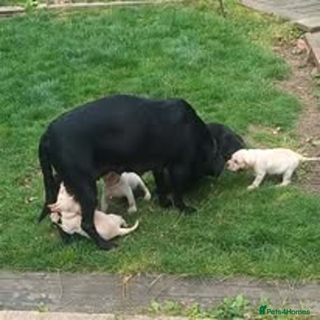 Labrador Retriever dogs for sale: Labrador Puppies for sale in London -KC registered - Image 25