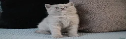 British Shorthair cats for sale: TICA British Shorthair & Longhair Kittens  - Advert 29