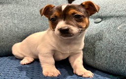 Jack Russell dogs for sale: Jack Russell Puppies - Image 3