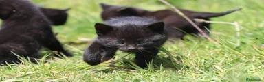 Mixed Breed Kitten 6