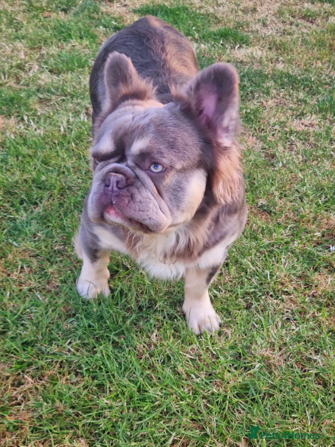 French Bulldog dogs for stud: Mr Fluffy son of Don Corleone  - Image 3