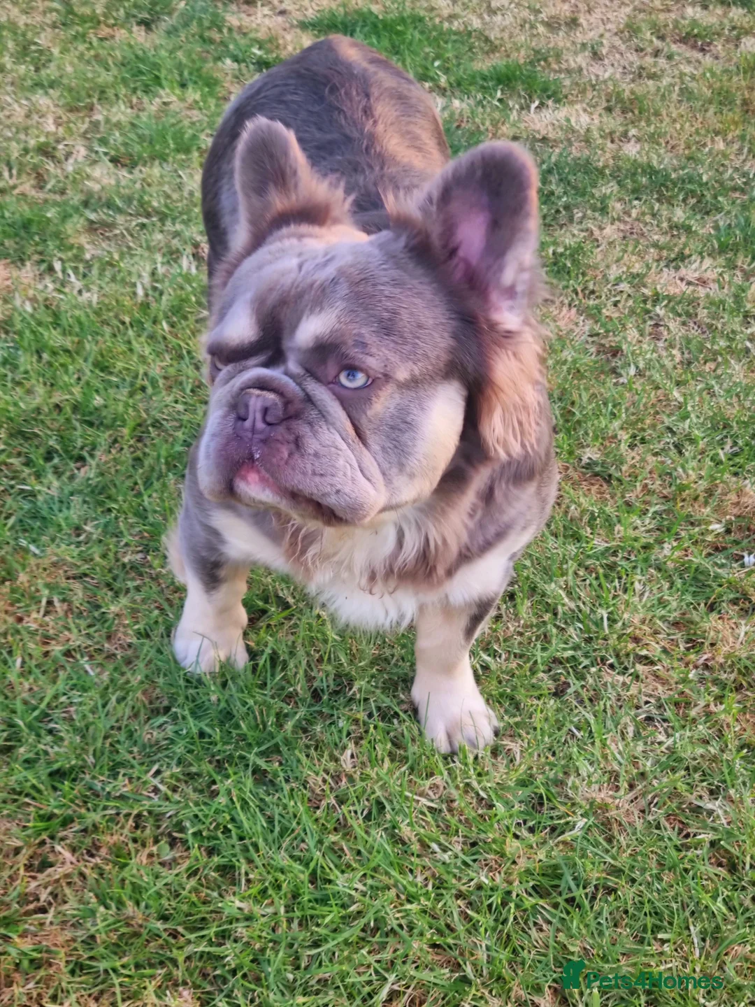 French Bulldog dogs for stud: Mr Fluffy son of Don Corleone  - Advert 3