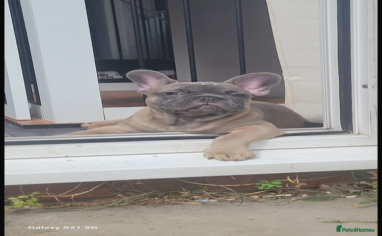 French Bulldog dogs - Advert 1