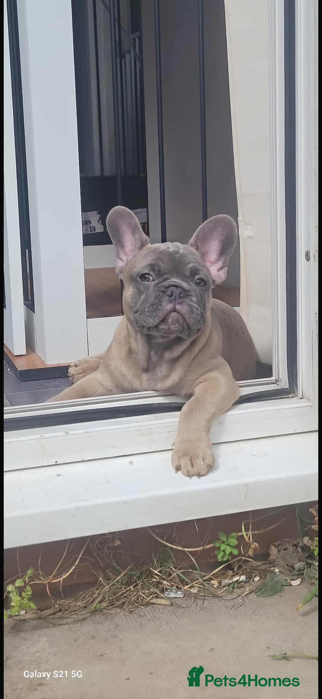 French Bulldog dogs for sale: French bulldog puppies for sale  - Image 1