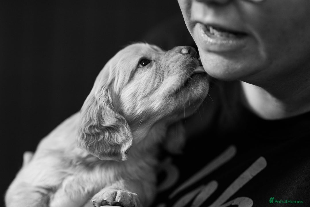 Cocker Spaniel dogs for sale: KC Reg Working Cocker Spaniels (Golden) - Image 16