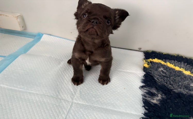 French Bulldog dogs - Advert 5