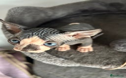 Sphynx cats for sale: Amazing colour Sphynx - Image 28