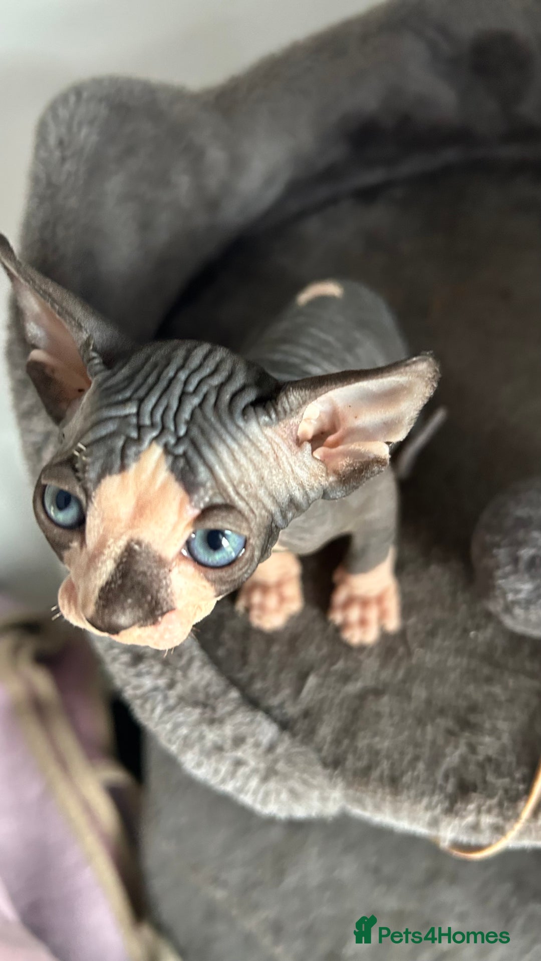 Sphynx cats for sale: Amazing colour Sphynx - Image 28