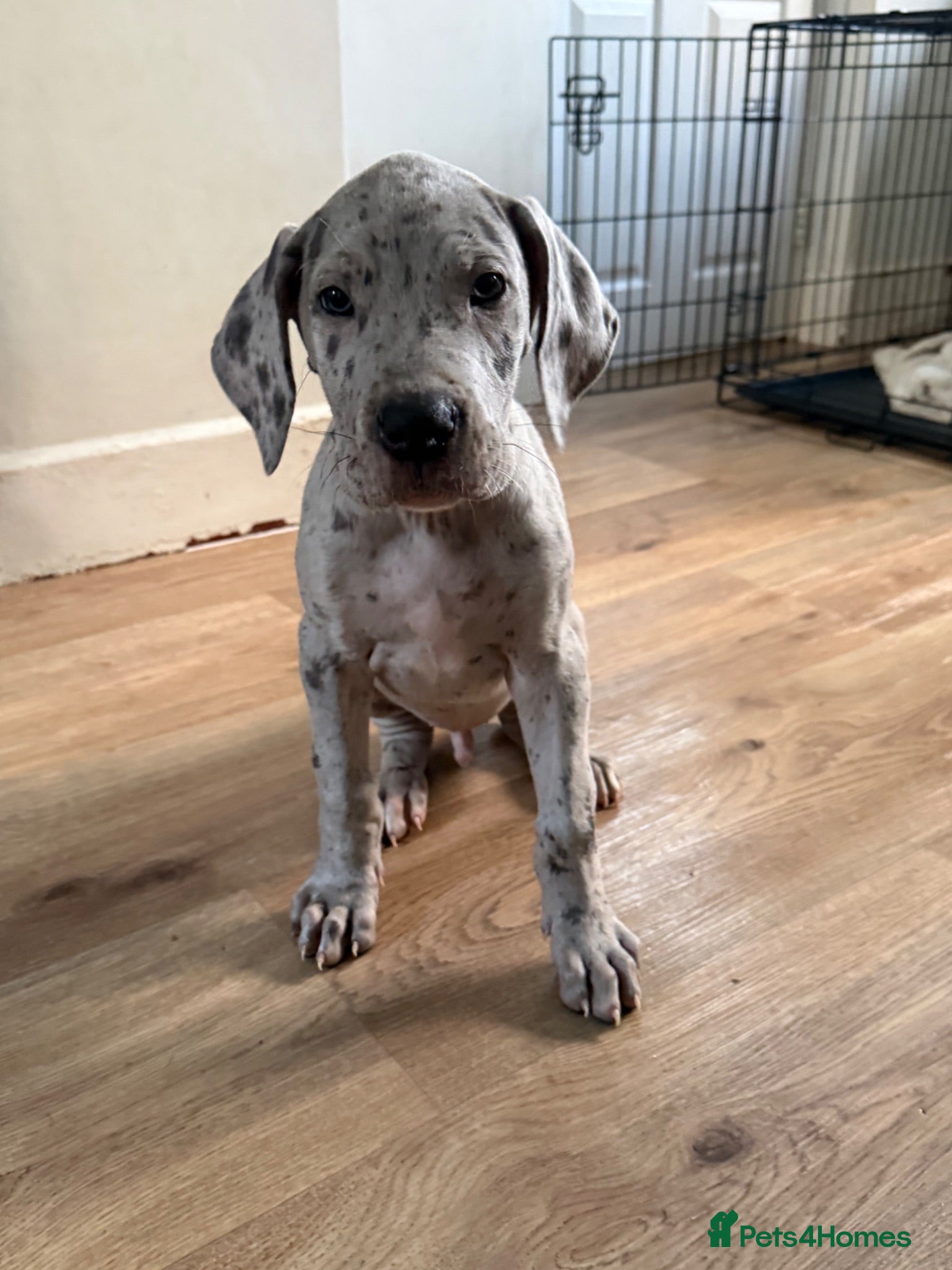 Great Dane dogs 1 boy left Ready now 8weeks old kc Great Dane's - Advert 12