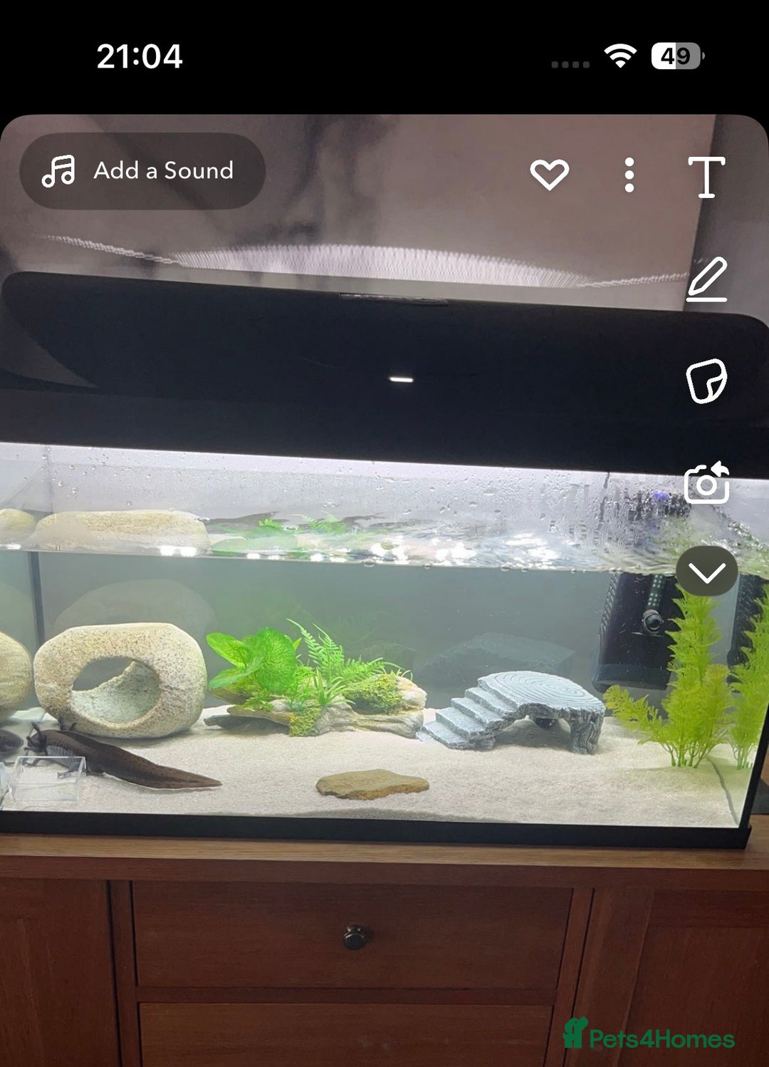 Axolotl reptiles for sale: Male axolotl  - Advert 3