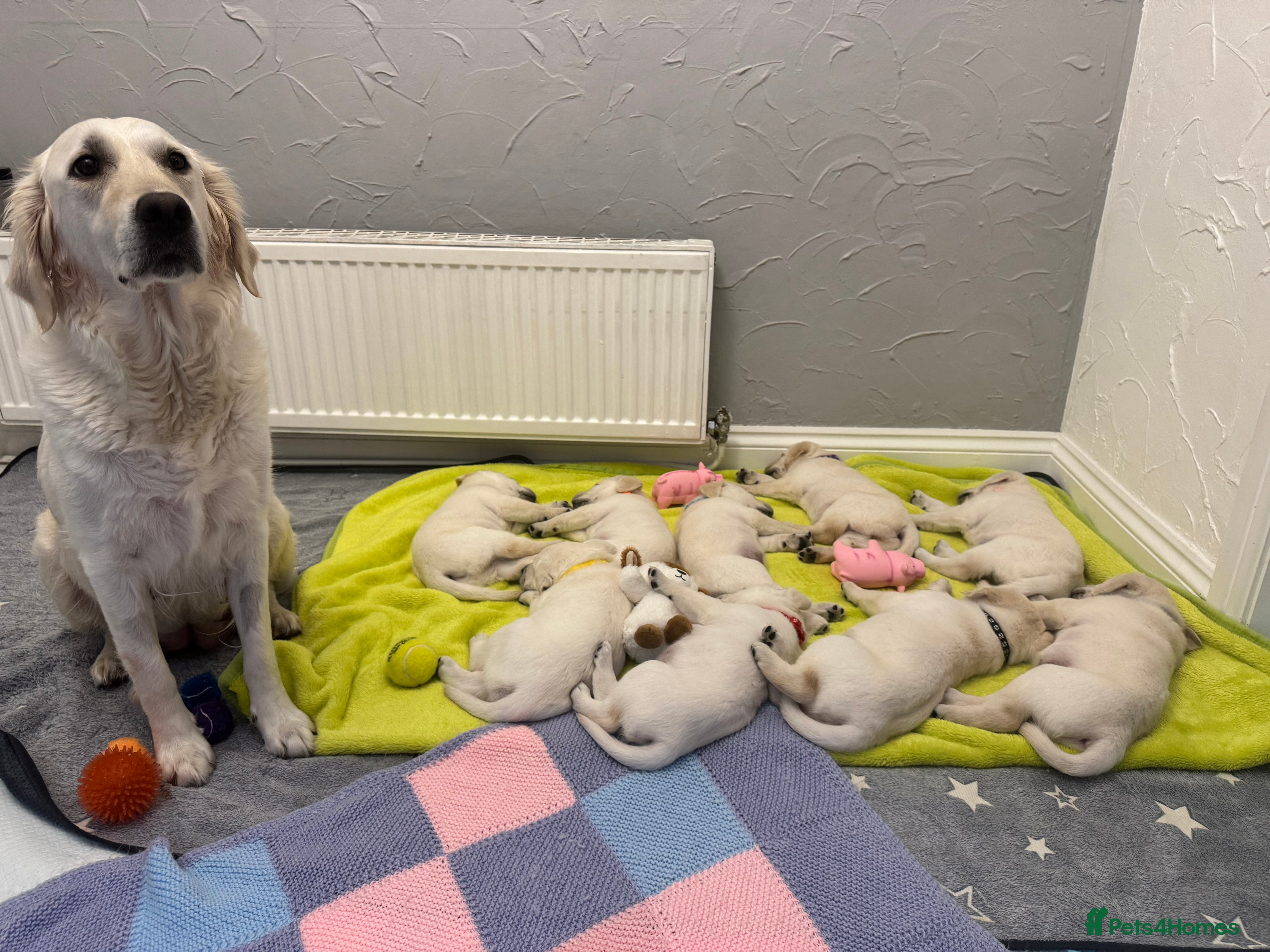 Goldador dogs Adorable White Golden Retriever x Labrador Pups  - Advert 11