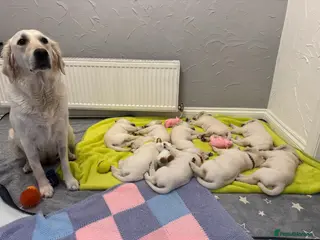 Goldador dogs Adorable White Golden Retriever x Labrador Pups - Advert 8