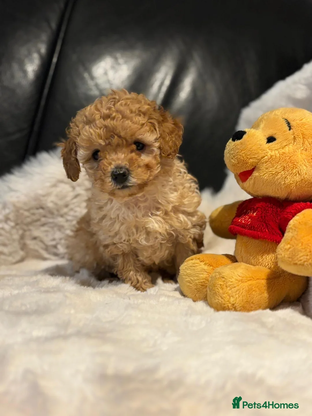 Toy Poodle dogs for sale: Stunning litter of toy poodles  - Advert 6