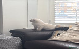 Scottish Fold cats for sale: Beautiful white/grey female Scottish fold for sale - Image 4