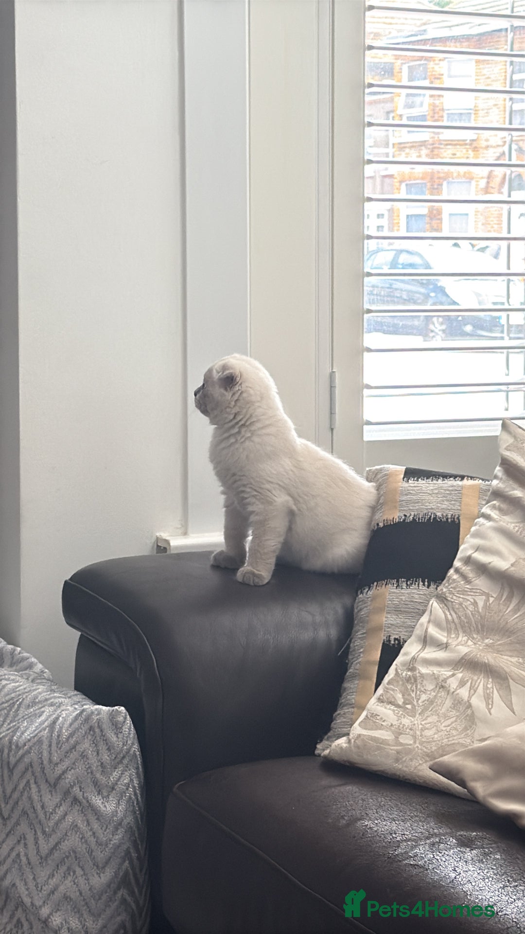 Scottish Fold cats for sale: Beautiful white/grey female Scottish fold for sale - Image 4