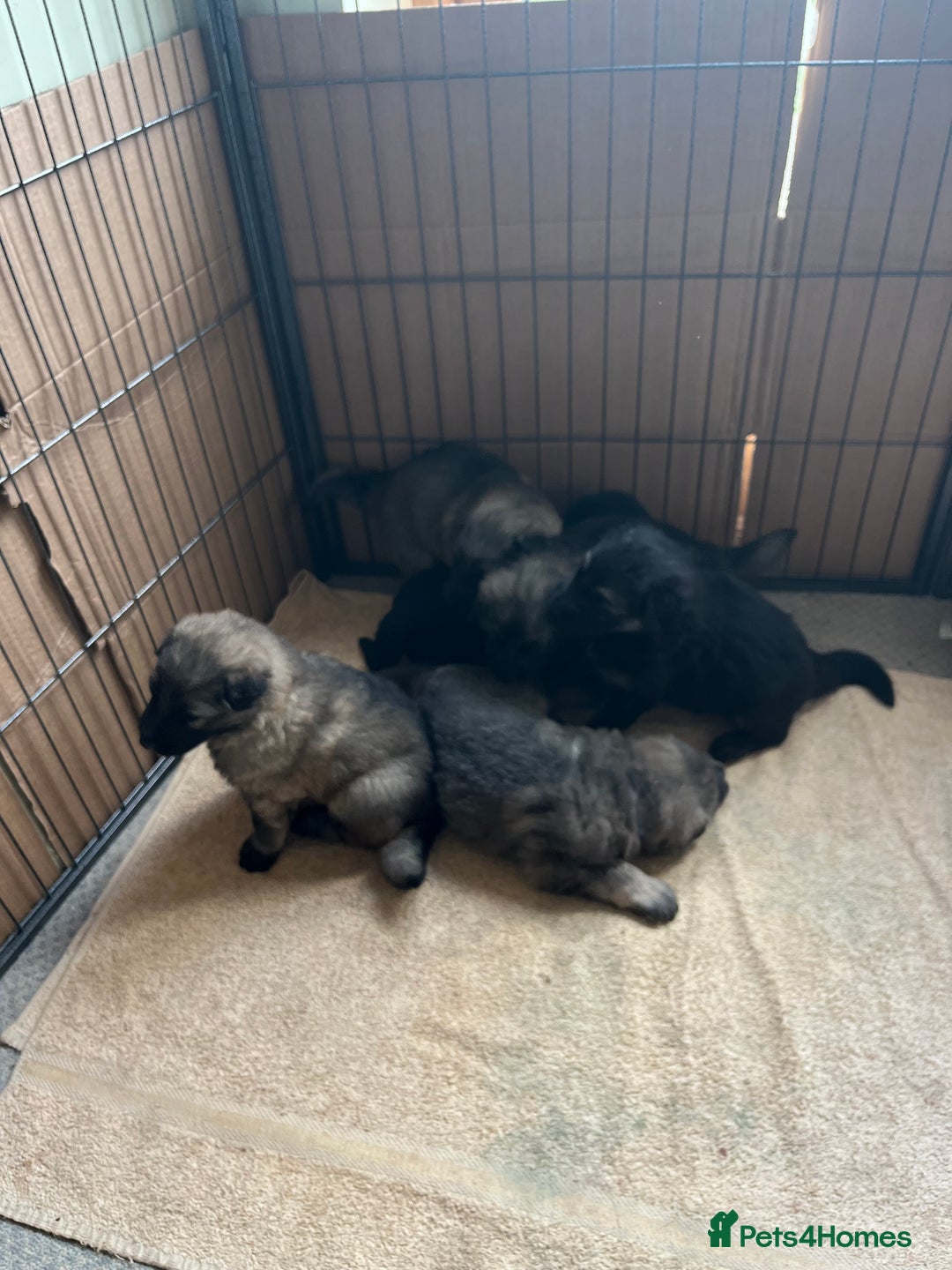 German Shepherd dogs for sale: Long/semi long Hair German Shepherd Puppies - Advert 3