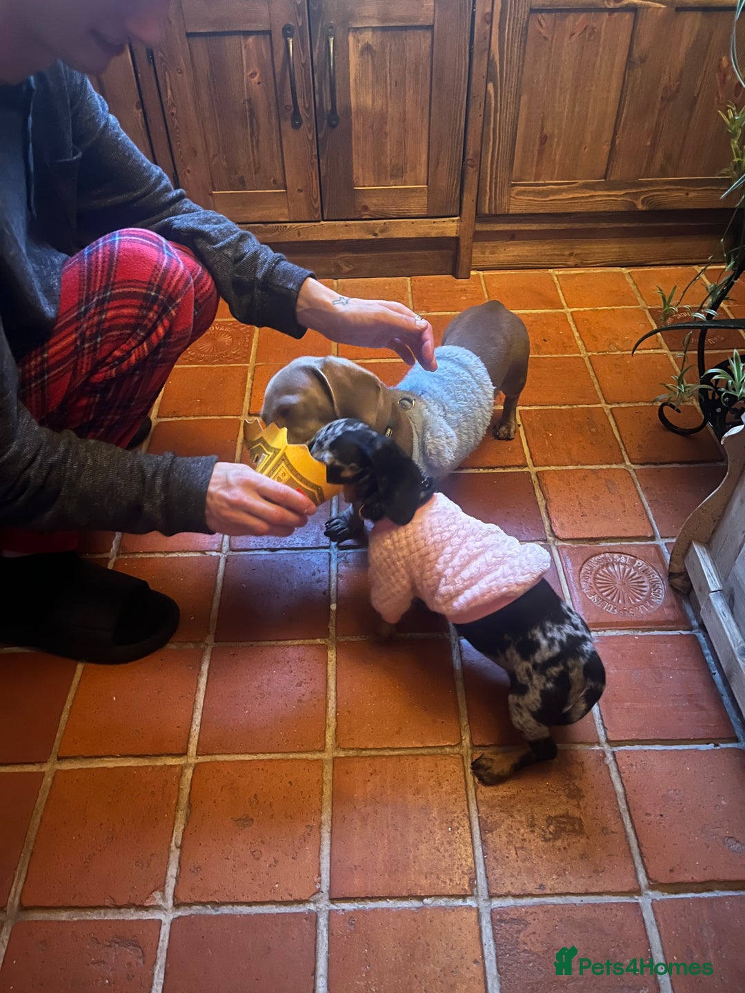 Miniature Dachshund dogs for sale: Dapple mini dachshund & long haired daxi cross - Advert 9