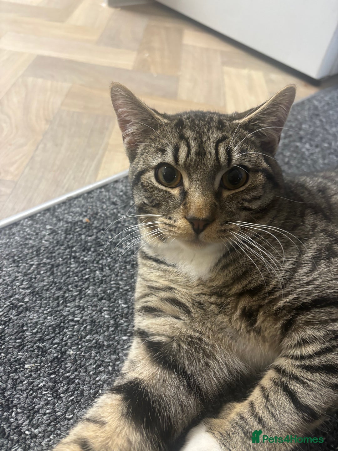 Mixed Breed cats for sale: 6 Month Kitten For Sale - Advert 3