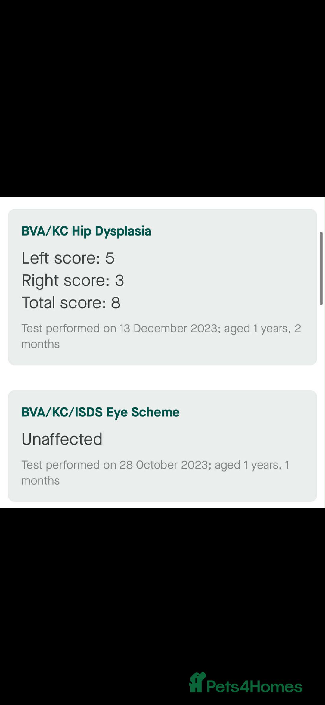 Goldendoodle dogs for sale: Health tested F1 Goldendoodle puppies  - Advert 9