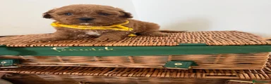 Cavapoo 3