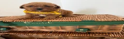 Cavapoo dogs for sale: Luxury cavapoos - Advert 18
