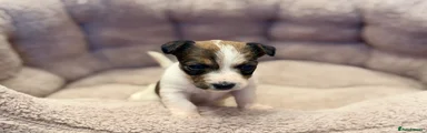 Jack Russell 1