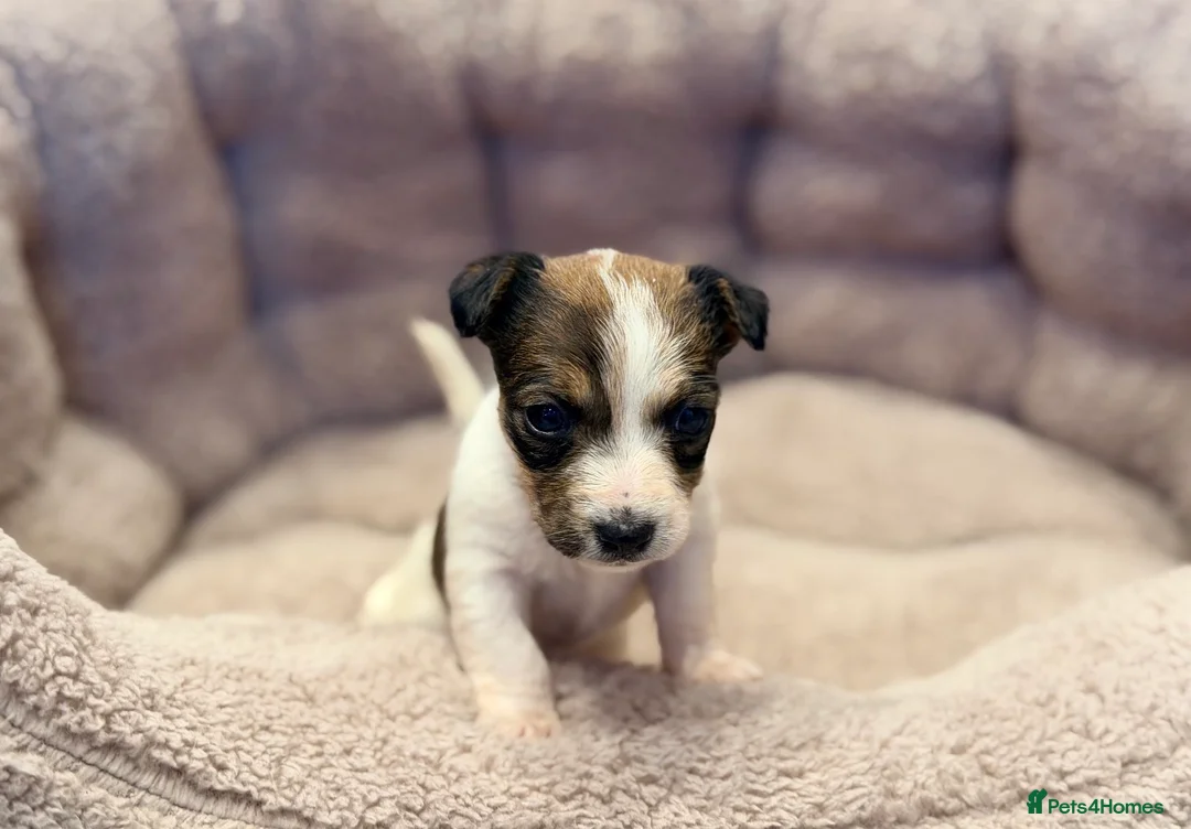 Jack Russell dogs for sale: Jack Russell puppys - Advert 5