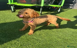Toy Poodle dogs for sale: Rare parti/phantom Kc Reg Toy Poodle Puppies - Image 8