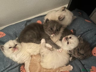 Ragdoll cats Beautiful Ragdoll Kittens - Advert 12