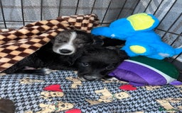 Mixed Breed dogs for sale: Lurcher x lab pups READY NOW!! - Image 10