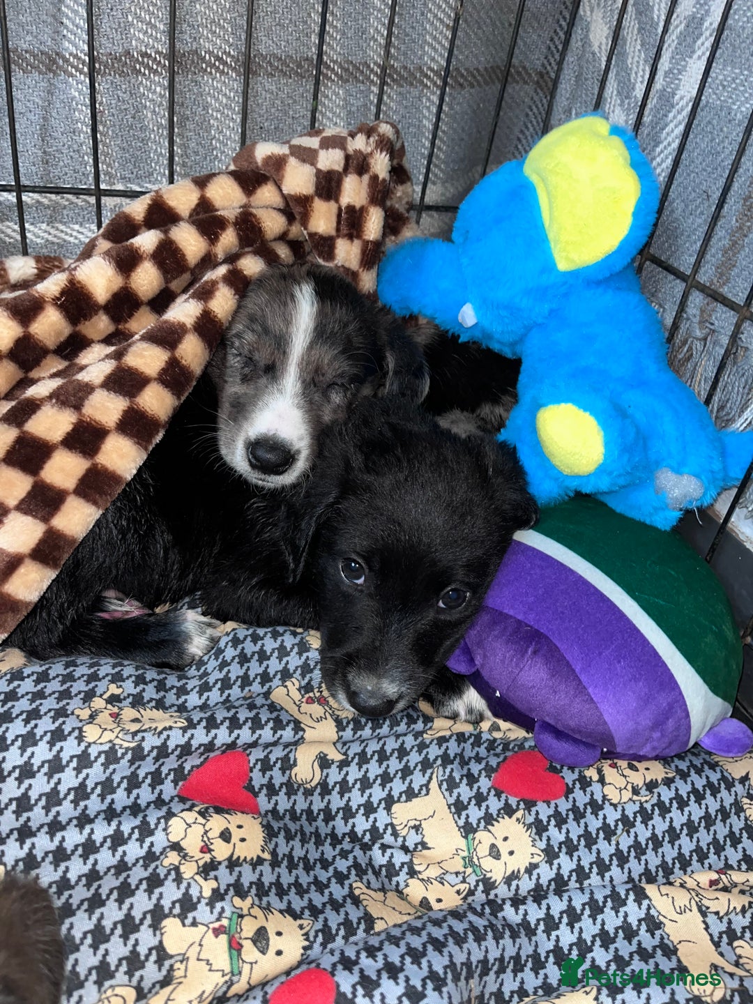 Mixed Breed dogs for sale: Lurcher x lab pups READY NOW!! - Image 10