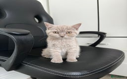 British Shorthair cats for sale: Kitten bundle - sale  - Image 1