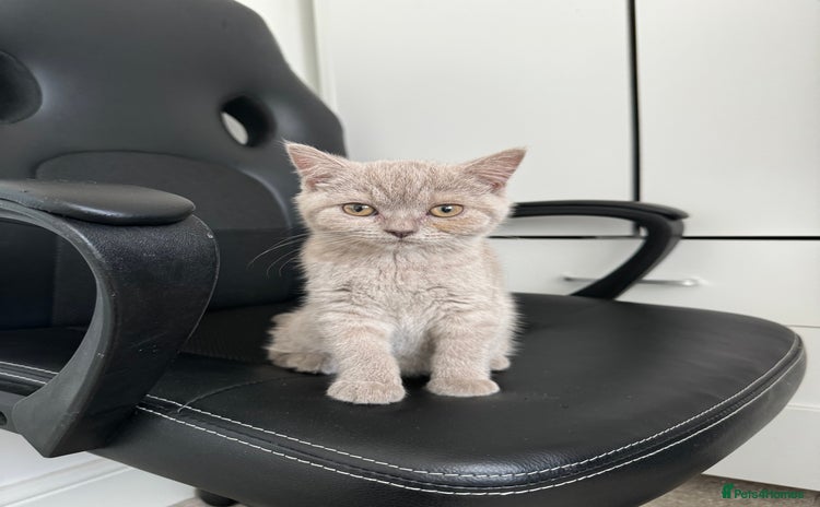 British Shorthair cats - Advert 1