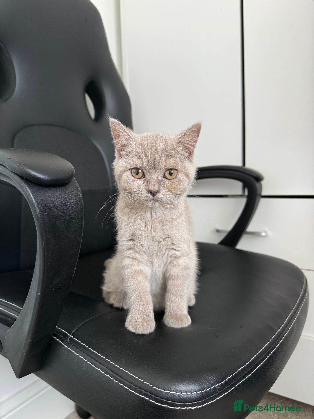 British Shorthair cats for sale: Kitten bundle - sale  - Image 1