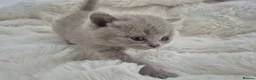 British Shorthair cats for sale: British shorthair pedigree kittens for sale  - Advert 3