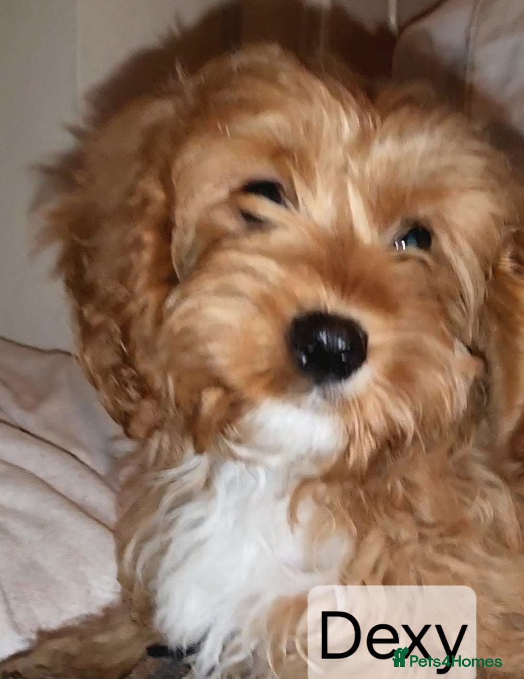 Cavapoo dogs for sale: Miniature Cavapoo Puppies – Home Reared !!! - Advert 5