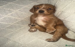 Cocker Spaniel dogs for sale: Cocker spaniels  - Image 30
