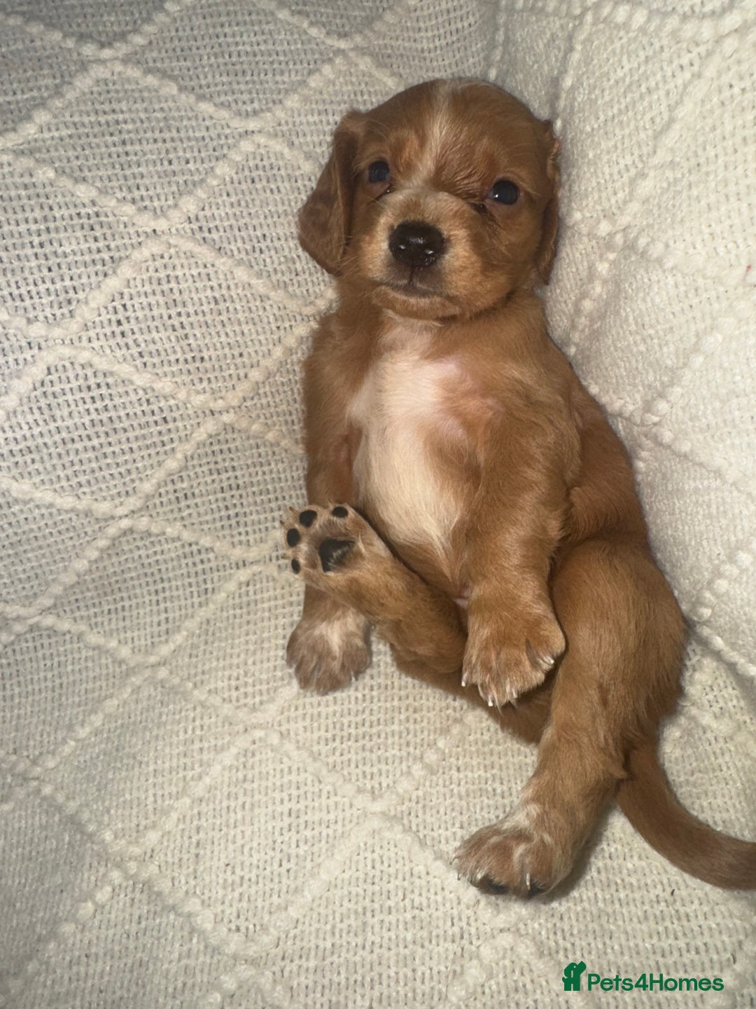 Cocker Spaniel dogs for sale: Cocker spaniels  - Image 30