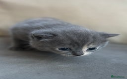 British Shorthair cats for sale: Blue tortie girl  - Image 1