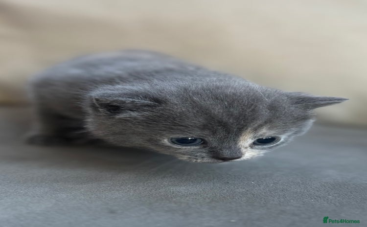 British Shorthair cats - Advert 2