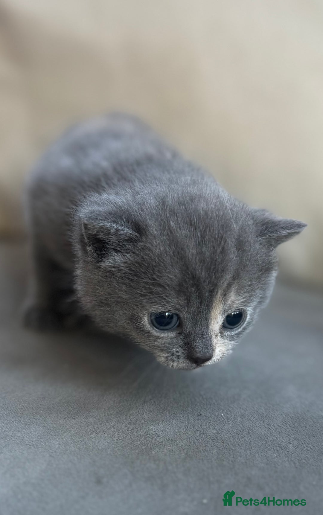 British Shorthair cats for sale: Blue tortie girl  - Image 1